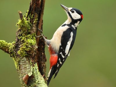 Curiosidades sobre los pájaros carpinteros, las aves de plumaje llamativo y dotes de explorador
