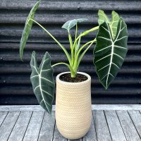 La forma sencilla y rápida de reproducir tu alocacia u oreja de elefante, la costosa planta de moda