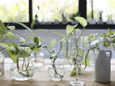 Guardá 1 botella de vidrio vacía: mirá esta idea tan genial y "low cost" para tus plantas de agua
