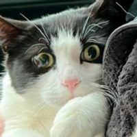 Gato doméstico muere tras ingerir comida para mascotas contaminada con gripe aviar