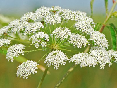 Tené cuidado: las plantas tóxicas que crecen rapidísimo y que tenés que sacar con urgencia de tu jardín