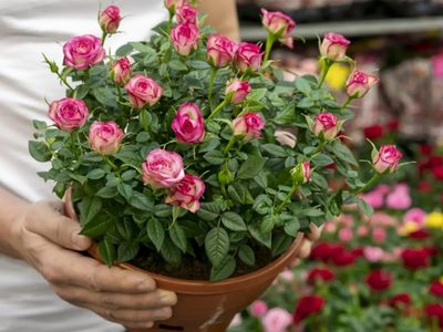 Las Rosas más pequeñas que sobreviven en macetas y son perfectas para decorar: conocé sus cuidados