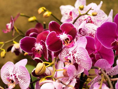Lo que los jardineros callan: el truco más fácil para reproducir tus Orquídeas sin gastar un solo peso
