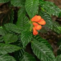 Una flor silvestre que se creía extinta hace 40 años fue vista en Ecuador