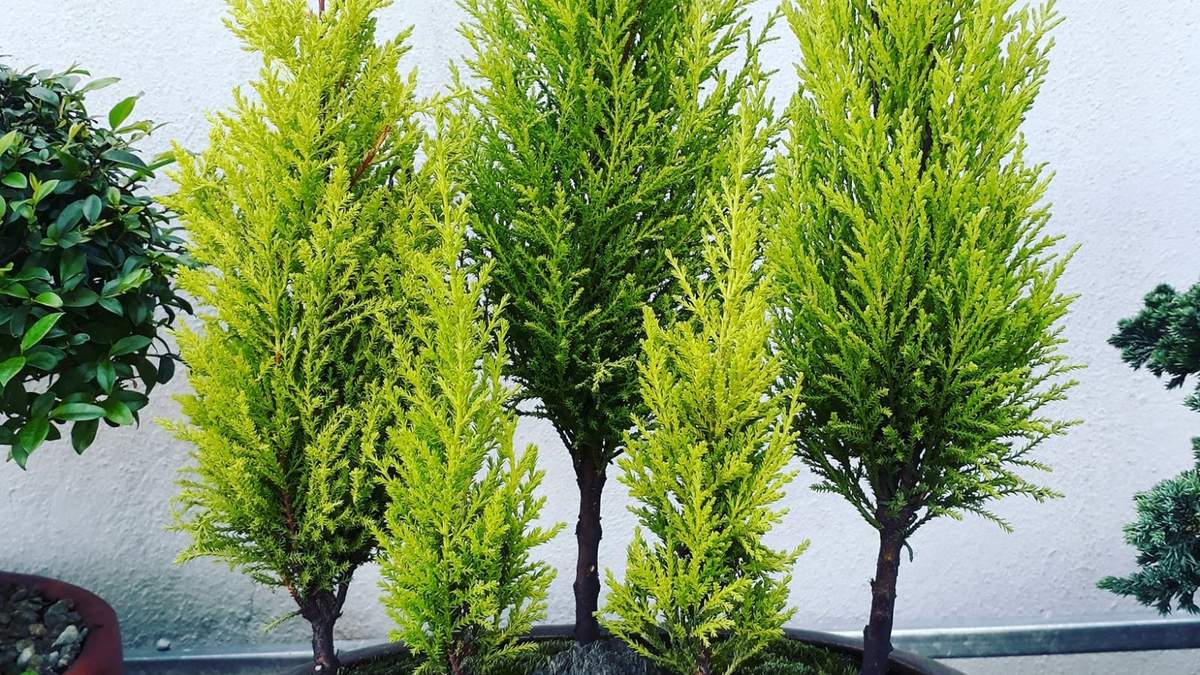 4 plantas de Pino para decorar tu jardín. Fuente: (X)