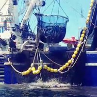 Multan con 3.6 mdp a empresa por actividades de pesca comercial en Reserva de la Biósfera El Vizcaíno
