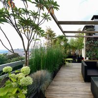 Hermosas y fáciles de cuidar: las 5 mejores plantas para frenar la corriente de aire en tu balcón o terraza