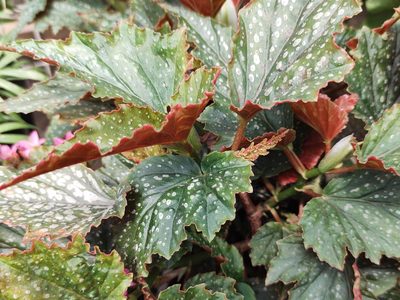 El secreto de los viveristas para podar y curar tu planta Begonia si tiene pocas hojas y amenaza con marchitarse