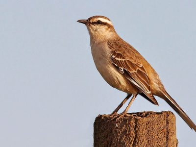 Curiosidades de la Calandria: el ave que anuncia buenas noticias y es una gran imitadora
