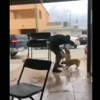 Fiscalía de Coahuila pide denunciar a sujeto que apuñaló a un perro y lo difundió en redes (Video)