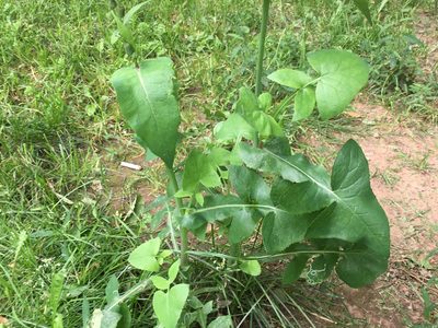 La planta con flores que encontrás en todos lados y quizá no sabés que es comestible
