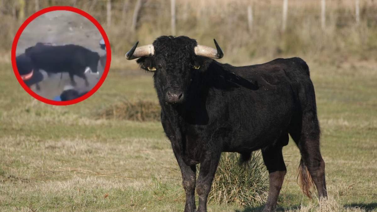 Decenas de personas intentaron huir tras la irrupción del toro en el coliseo de Andamarca.