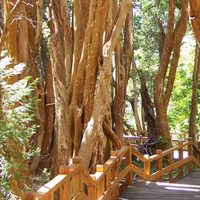 Desde Parques Nacionales aseguran que el bosque de Arrayanes "no está muriendo"