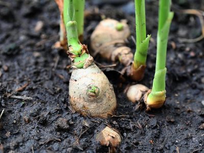 La forma simple de cultivar tu propia cúrcuma y jengibre en maceta, para guardar o vender
