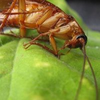 Las plantas que tenés que sacar ya de adentro de tu casa porque atraen a las cucarachas