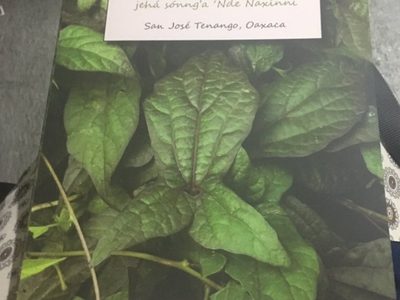 "Herbolaria y Medicina de la Selva Alta Mazateca"
