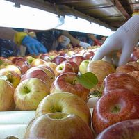 Neuquén quieren mejorar la comercialización de productos regionales