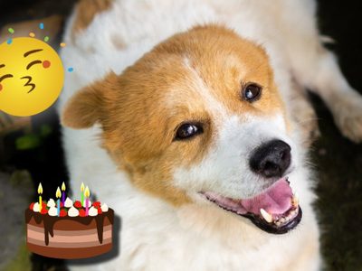 Perrito se vuelve viral por reaccionar emocionado a su pastel de cumpleaños | VIDEO