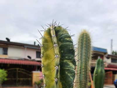 La suculenta que se cuida sola, es fácil de multiplicar y una verdadera joya para tu jardín