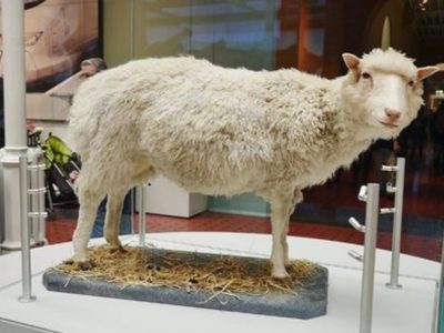 Se cumplen 27 años de la oveja Dolly, primer animal clonado