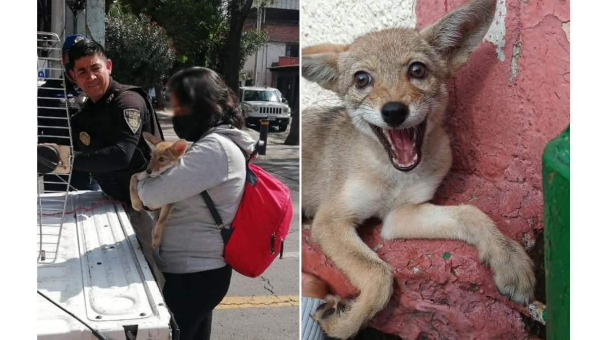 El cachorro de coyote
