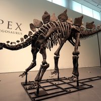 Nuevo récord en subastas de dinosaurios: fósil de estegosaurio alcanza los 45 millones de dólares