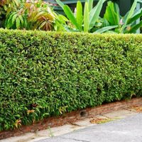 No gastes en un cerco carísimo, mirá esta planta que podés poner en casa para tener más privacidad