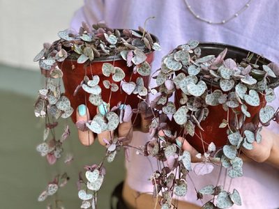 La planta colgante cuyas hojas en forma de corazón almacenan agua: en qué lugar de la casa ubicarla
