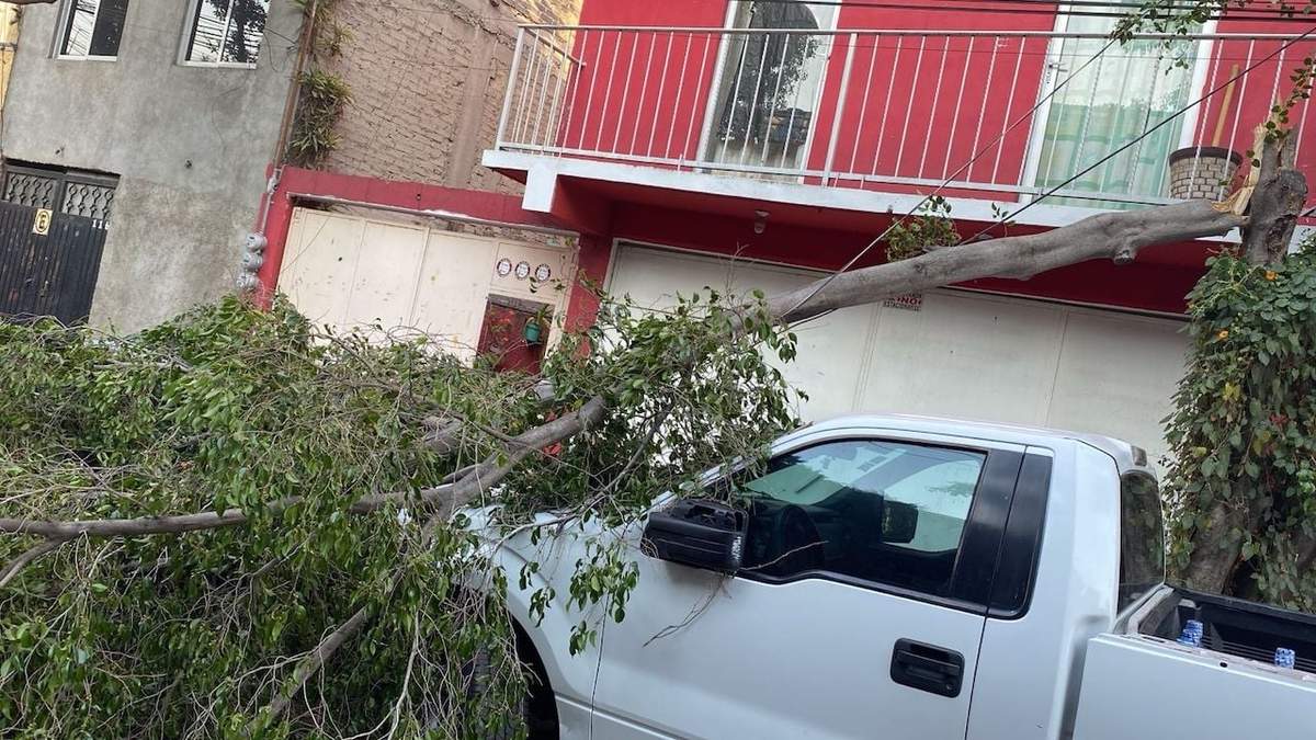 Caída de un árbol en la colonia Pedregal de Santo Domingo Coyoacán este domingo a causa de las ráfagas de viento