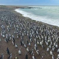 Pingüinos en Punta Tombo: el paraíso patagónico que cautiva cada primavera y las claves para recorrerlo