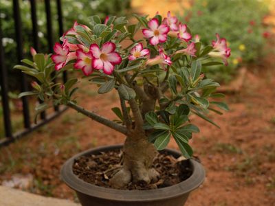 La suculenta colgante con hermosas flores que vas a querer tener en tu jardín durante la primavera