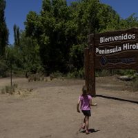 Colocaron cámaras térmicas para encontrar al puma en la Península Hiroki