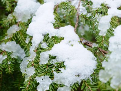 Cómo recuperar el jardín después de una nevada