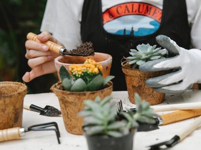 Si querés plantas que crezcan rápido y amen el sol: estas son las 5 suculentas perfectas para tu hogar