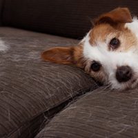 El hábito cotidiano que puede acortar la vida de tu perro sin que lo notes
