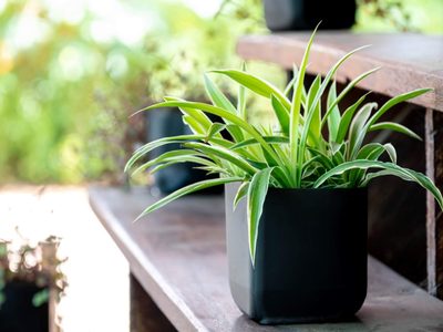 3 plantas fáciles de cuidar y baratas en su mantenimiento que todo principiante debe tener en casa