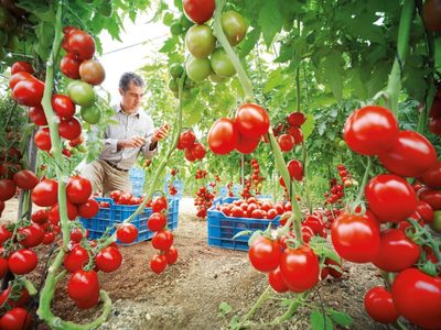Rescatan tomates criollos y hoy ocupan el podio de los más sabrosos