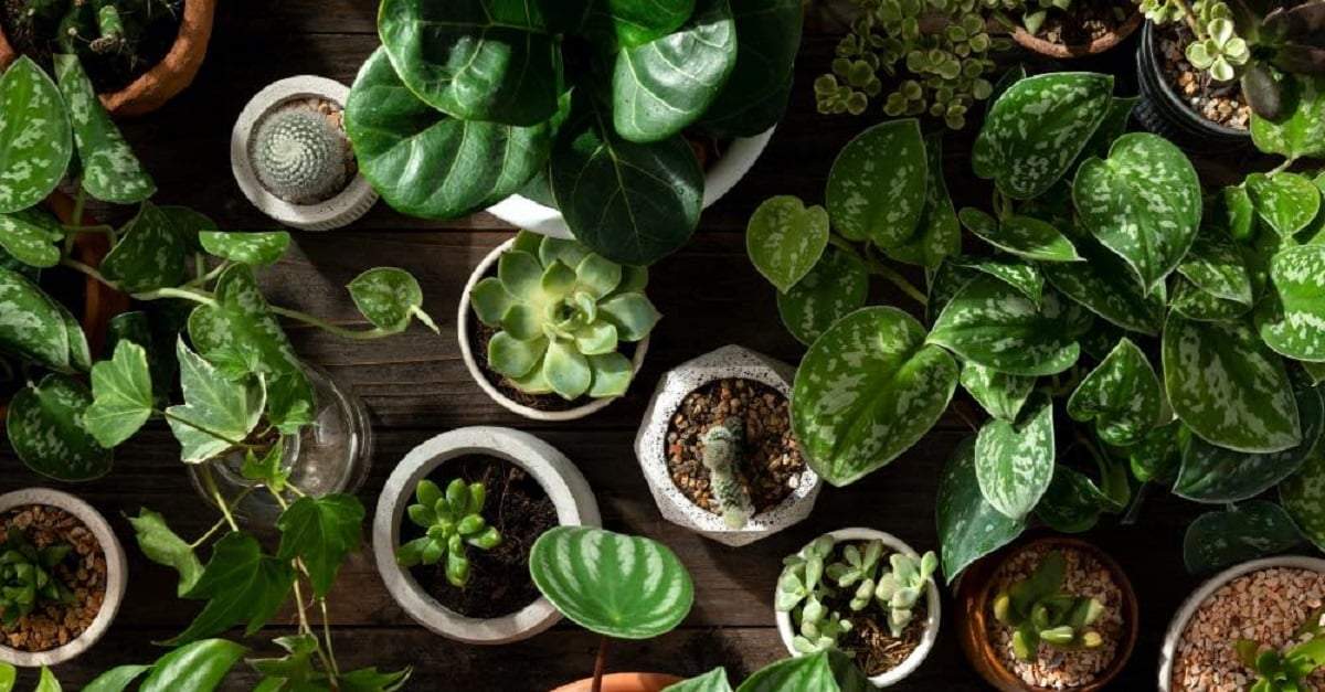 Plantas. Fuente: (Instagram)