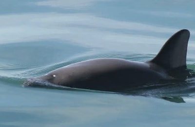Sancionan a México por no proteger a la vaquita marina