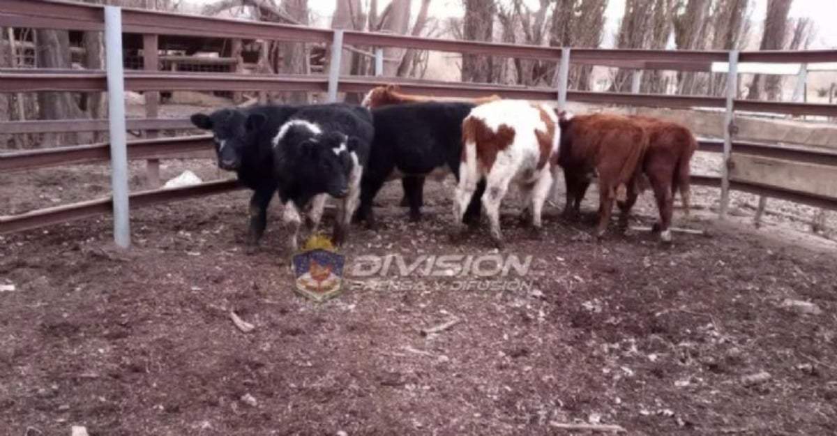 Ganado. Fuente: (Policía de Neuquén).
