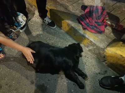 Sujeto golpea con un palo a una perrita en gestación en Coyoacán; fue detenido