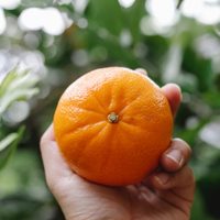 Nunca tires las semillas de mandarina, mirá cómo las podés utilizar para mejorar tu salud sin gastar un solo peso