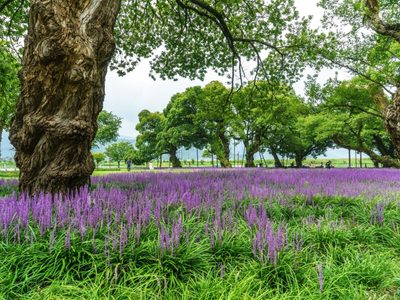 La planta que podés conseguir en viveros, es fácil de cuidar y decora perfecto tu jardín todo el año