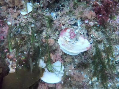 Después de los corales, las esponjas: por primera vez, reportan blanqueamiento en Nueva Zelanda