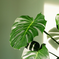 No cometas este error con tu Monstera: el truco que salva a tu planta de morir estresada