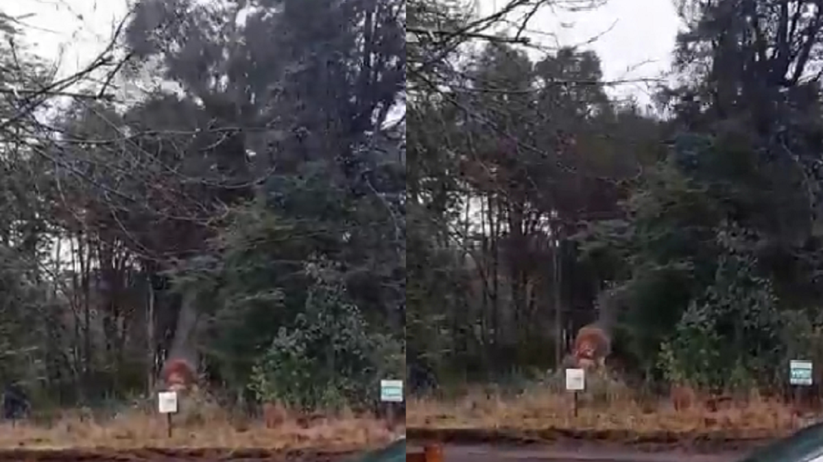 El árbol que fue talado en Altos del Manzano de Villa La Angostura. Fuente: (AVC Noticias)