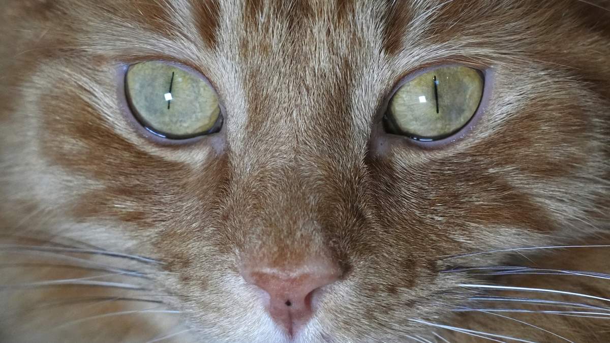 Un gato posa para una foto en Londres, el 4 de febrero de 2025