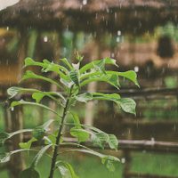 Las plantas de pocos cuidados que resisten todo, incluso la temporada de lluvias: tomá nota