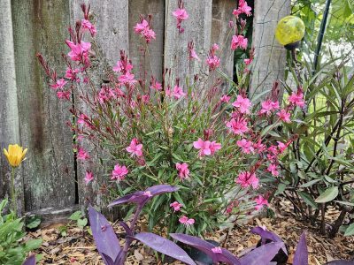 Aprovechá el verano para podar tu planta de Gaura, así crecerá sana y explotará de flores en tu jardín