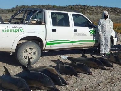 Un hallazgo en San Antonio Este despertó la inquietud de la comunidad científica